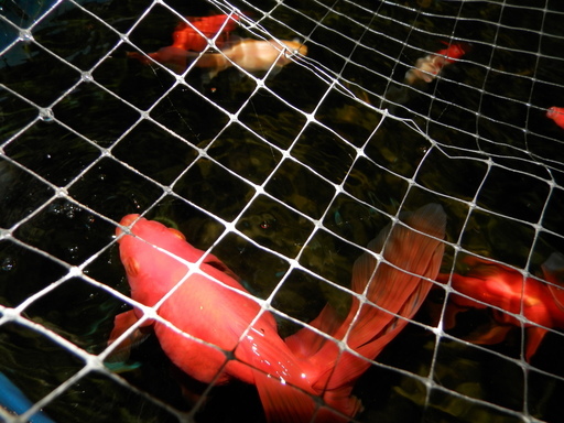 金魚 水槽400ℓ 容器巾1m25cm 高さ44cm 奥行97cm - その他 