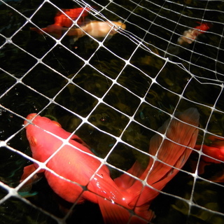 金魚　水槽400ℓ　容器巾1m25cm 高さ44cm 奥行97cm