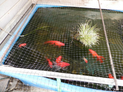 楽天市場】GEX 金魚元気 ぶくぶくクリア400 幅39．8