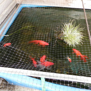 金魚　水槽400ℓ　容器巾1m25cm 高さ44cm 奥行97cm