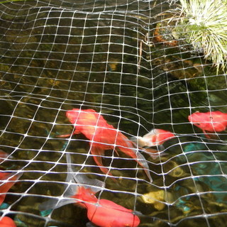 金魚　水槽400ℓ　容器巾1m25cm 高さ44cm 奥行97cm