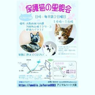 保護猫の里親会