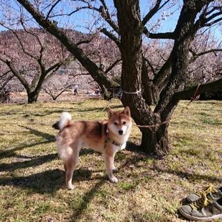 柴犬(雄)6歳  一時休止