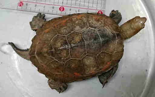 ニホンイシガメオス甲長約11cm約5歳 ひろ 木場のその他の里親募集 ジモティー ニホンイシガメオス甲長約11cm約5歳 ひろ 木場のその他の里親募集 ジモティー