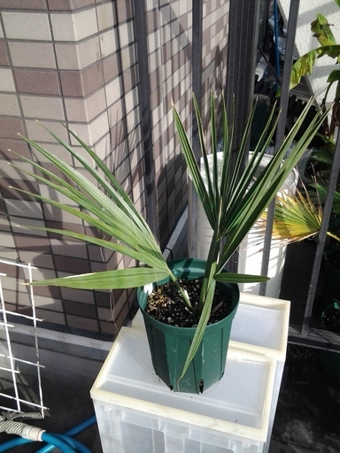 値下げ パルメットヤシ寒さに強いヤシの木 Sabal Palmetto にん 高槻のその他の中古あげます 譲ります ジモティーで不用品の処分 値下げ パルメットヤシ寒さに強いヤシの木 Sabal Palmetto にん 高槻のその他の中古あげます 譲ります ジモティーで不用品の処分