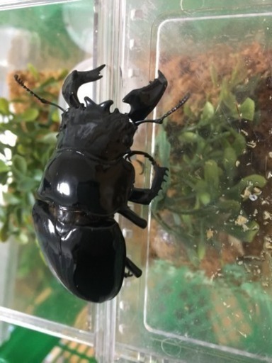 ◆◆タランドゥス ペア◆◆