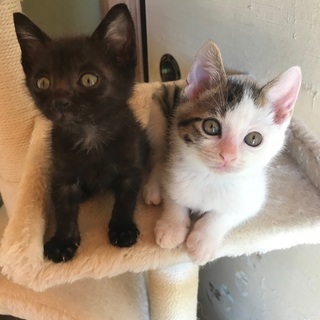 生後3ヶ月程の兄弟猫