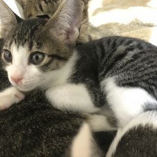 子猫の新しい家族になってください