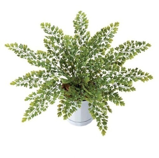 新品 人工観葉植物 アジアンタムブッシュ Kaede 福岡の家具の中古あげます 譲ります ジモティーで不用品の処分 新品 人工観葉植物 アジアンタムブッシュ Kaede 福岡の家具の中古あげます 譲ります ジモティーで不用品の処分