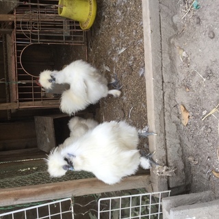 烏骨鶏差し上げます