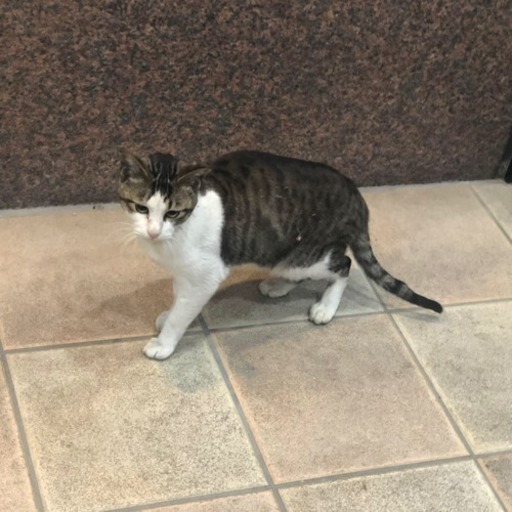 甘えん坊な構ってちゃんのオス猫 まろん 日進の猫の里親募集 ジモティー 甘えん坊な構ってちゃんのオス猫 まろん 日進の猫の里親募集 ジモティー