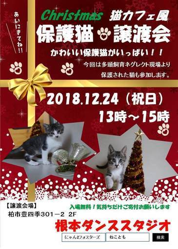 クリスマスde猫カフェ風保護猫譲渡会 ねことも 豊四季のその他のイベント参加者募集 無料掲載の掲示板 ジモティー クリスマスde猫カフェ風保護猫譲渡会 ねことも 豊四季のその他のイベント参加者募集 無料掲載の掲示板 ジモティー