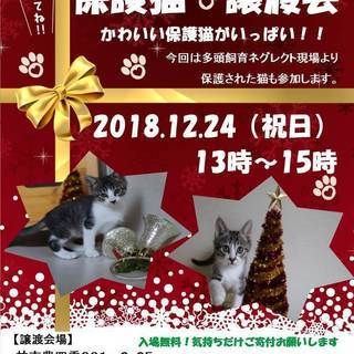 クリスマスDE猫カフェ風　保護猫譲渡会