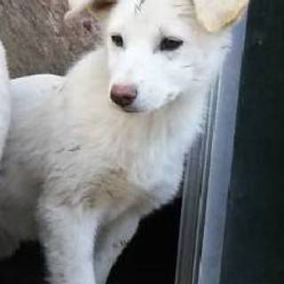 野良犬の子供です 白 メス ３か月ぐらい ポスティング部 観音寺の犬の里親募集 ジモティー