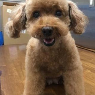 犬のペットのカットならお任せを!トリミング☆散髪