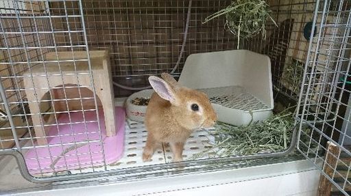 うさぎ ネザーランドドワーフ オス 4ヶ月 あさの 三ノ輪のその他の里親募集 ジモティー