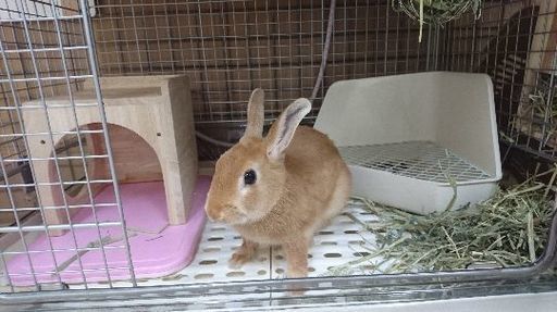 うさぎ ネザーランドドワーフ オス 4ヶ月 あさの 三ノ輪のその他の里親募集 ジモティー うさぎ ネザーランドドワーフ オス 4ヶ月 あさの 三ノ輪のその他の里親募集 ジモティー