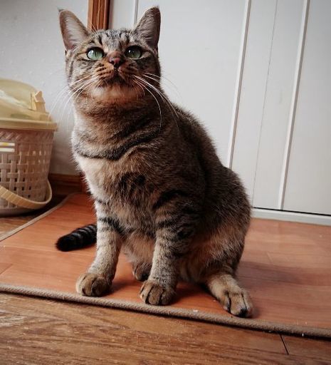 永遠の子猫顔 メギちゃん もも猫 浜松の猫の里親募集 ジモティー