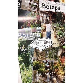 白りんご箱 A (おおさか 河内材)