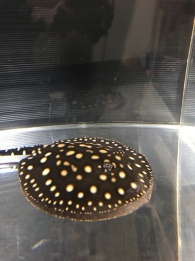 ダイヤモンドポルカ
