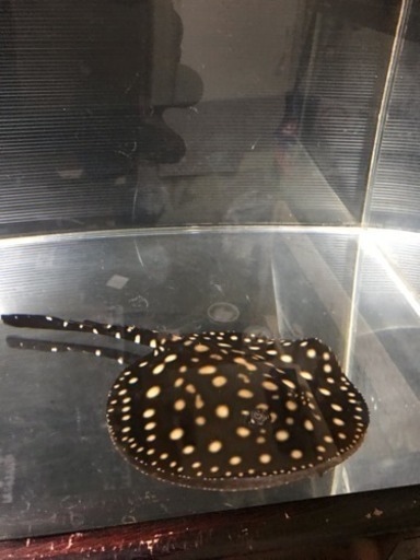 ダイヤモンドポルカ