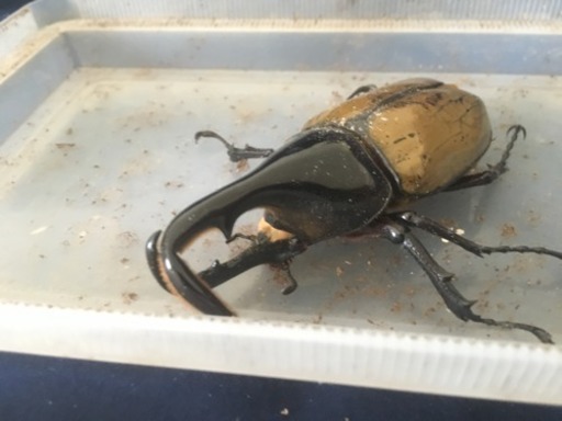 Dhヘラクレスオオカブトb品 単 ケン坊 中の島のその他の中古あげます 譲ります ジモティーで不用品の処分
