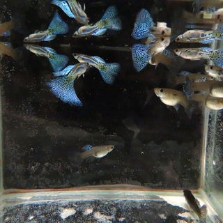 【熱帯魚】ブルーグラス３ペア（国産グッピー）