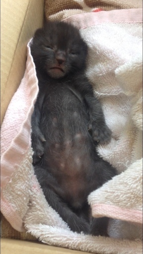 ジャンピングハグ 猫 親子での募集です キジトラ 黒猫 へその緒付きの特典あり 病院生まれ 生年月日分かります まるちゃん 春木の猫 の里親募集 ジモティー ジャンピングハグ 猫 親子での募集です キジトラ 黒猫 へその緒付きの特典あり 病院生まれ 生年月日分かります まるちゃん 春木の猫 の里親募集 ジモティー