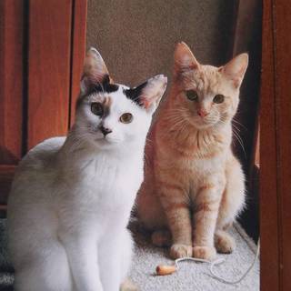 住宅街で保護した兄妹猫たちです。 − 神奈川県