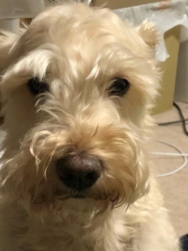 シュナプー シュナウザー プードルmix ひろゆき 藤枝の犬の里親募集 ジモティー シュナプー シュナウザー プードルmix ひろゆき 藤枝の犬の里親募集 ジモティー