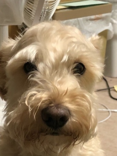 シュナプー シュナウザー プードルmix ひろゆき 藤枝の犬の里親募集 ジモティー シュナプー シュナウザー プードルmix ひろゆき 藤枝の犬の里親募集 ジモティー