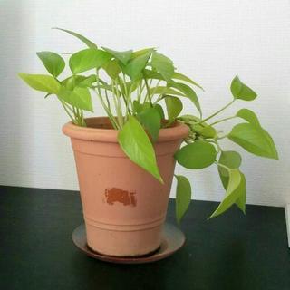 観葉植物