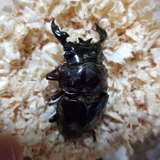 タランドゥスペア+産卵セット
