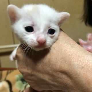 急募  生後1カ月の子猫3匹の里親募集‼️