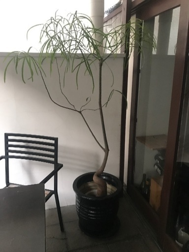 オシャレな観葉植物 ボトルツリー☆陶器の鉢付きです！
