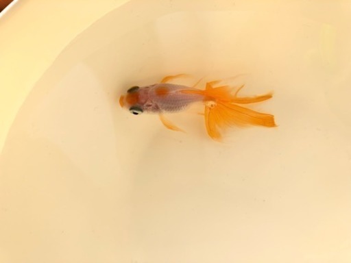 金魚譲ります 可愛がって下さる方 Enaena 香椎のその他の中古あげます 譲ります ジモティーで不用品の処分