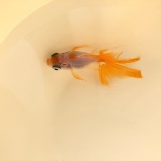 金魚譲ります 可愛がって下さる方 Enaena 香椎のその他の中古あげます 譲ります ジモティーで不用品の処分