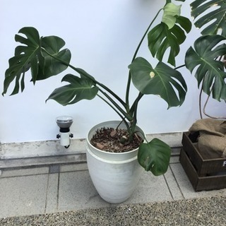 大阪府 茨木市の中古観葉植物が無料 格安で買える ジモティー