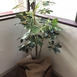 大阪府 茨木市の中古観葉植物が無料 格安で買える ジモティー