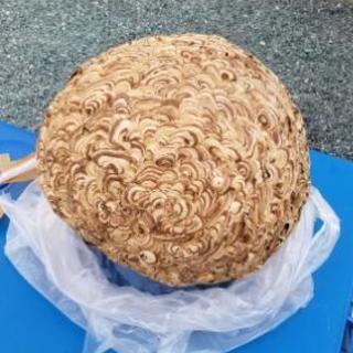 蜂の巣 (やっちゃん) 菊川の家具の中古あげます・譲ります｜ジモティー 