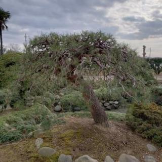 貴重庭木❗》赤松