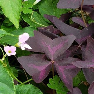 中古オキザリスが無料 格安で買える ジモティー