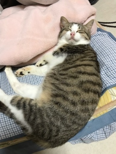 人が大好きな甘えん坊の小柄なオス猫 かっちゃん 遠賀の猫の里親募集 ジモティー 人が大好きな甘えん坊の小柄なオス猫 かっちゃん 遠賀の猫の里親募集 ジモティー
