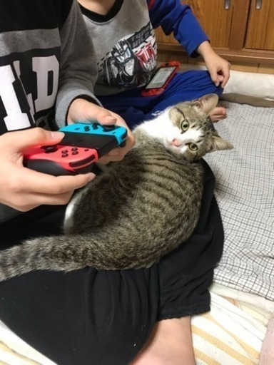 人が大好きな甘えん坊の小柄なオス猫 かっちゃん 遠賀の猫の里親募集 ジモティー