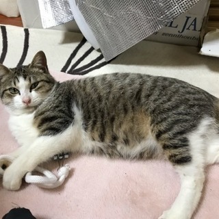 人が大好きな甘えん坊の小柄なオス猫 − 福岡県