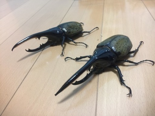 完売ヘラクレスヘラクレス ②ペアセット✨