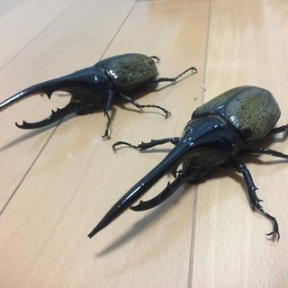 完売