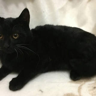 カンロくん6ヶ月黒いオルフェのよな美猫