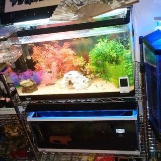 水槽4つセット | www.bbxbrasil.com