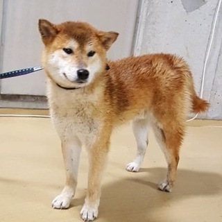 【助けて下さい！♂ オス】迷子の柴犬風ワンコです